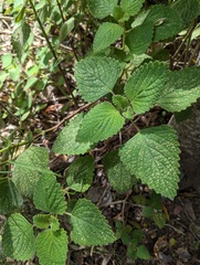 Coleus