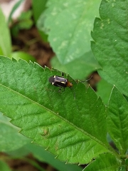 Horciasinus signoreti