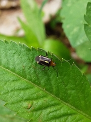 Horciasinus signoreti