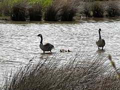 Branta canadensis maxima
