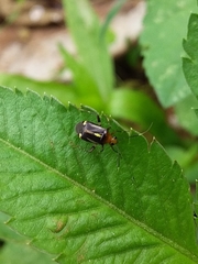 Horciasinus signoreti