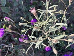 Palafoxia arida arida