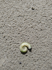 Spirula spirula