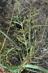 Panicum antidotale