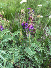 Astragalus bisulcatus