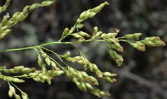 Panicum antidotale