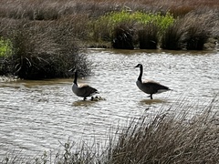 Branta canadensis maxima