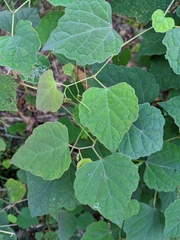 Ampelopsis glandulosa hancei