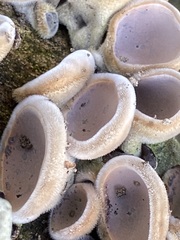 Auricularia cornea