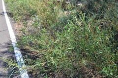 Panicum antidotale
