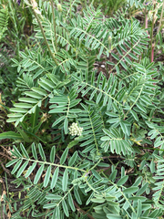 Astragalus bisulcatus