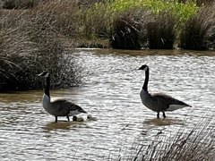 Branta canadensis maxima