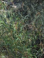 Panicum antidotale
