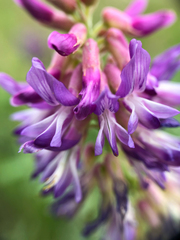 Astragalus bisulcatus