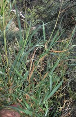 Panicum antidotale