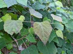 Ampelopsis glandulosa hancei