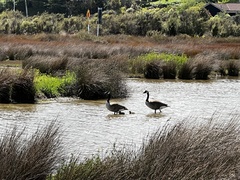 Branta canadensis maxima