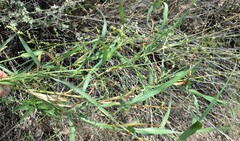 Panicum antidotale