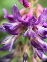 Astragalus bisulcatus
