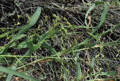 Panicum antidotale