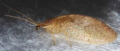 Hemerobius