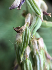 Astragalus bisulcatus