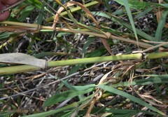 Panicum antidotale