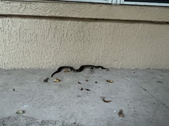 Nerodia fasciata pictiventris