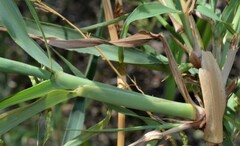 Panicum antidotale