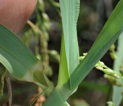 Panicum antidotale