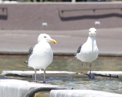 Larus occidentalis