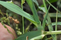 Panicum antidotale