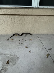 Nerodia fasciata pictiventris