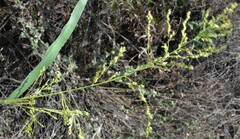 Panicum antidotale