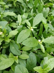 Alternanthera bettzickiana