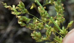 Panicum antidotale