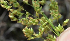 Panicum antidotale