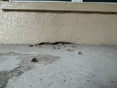 Nerodia fasciata pictiventris