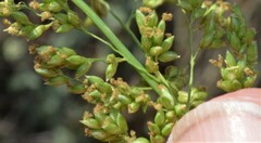 Panicum antidotale