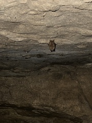 Perimyotis subflavus