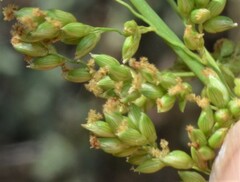 Panicum antidotale