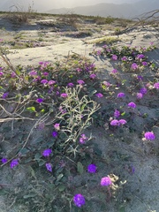 Palafoxia arida arida