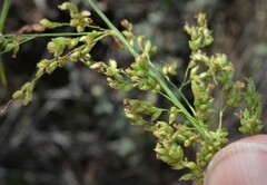 Panicum antidotale
