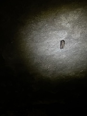 Perimyotis subflavus