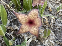 Stapelia gigantea