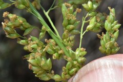 Panicum antidotale
