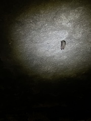 Perimyotis subflavus