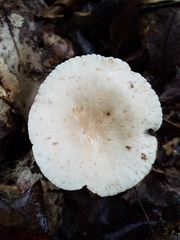 Lactarius subplinthogalus