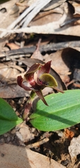 Chiloglottis valida