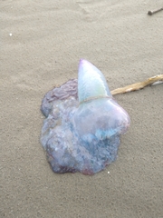 Physalia physalis